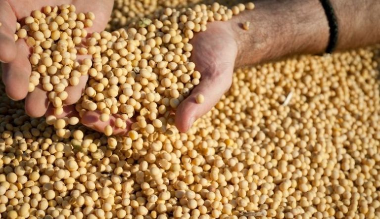 Colheita da Soja: Quando realizar, Passos e Métodos para aumentar a produtividade