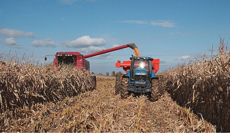 Colheita de Milho: Melhor época de realizar   + Dicas + Ferramentas essenciais