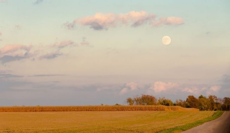 Calendário Lunar para Plantio 2026: O que plantar em cada fase da lua