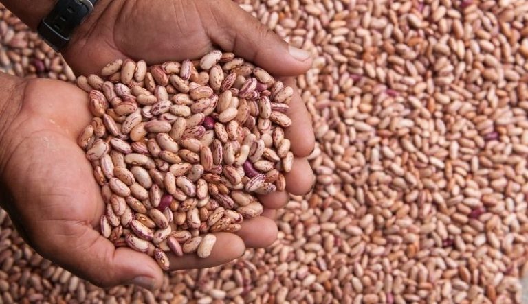 Colheita do Feijão: Quando realizar, Métodos e Cuidados