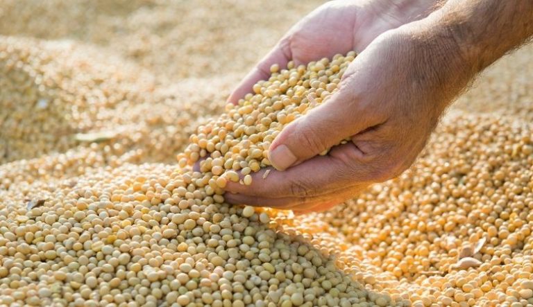 4 maiores exportadores de soja no Brasil (2026)