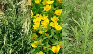 Ervas Daninhas: Guia Prático com Tipos e Formas de Controle