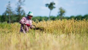 Colheita de Arroz: Melhor Época e 3 Principais Métodos