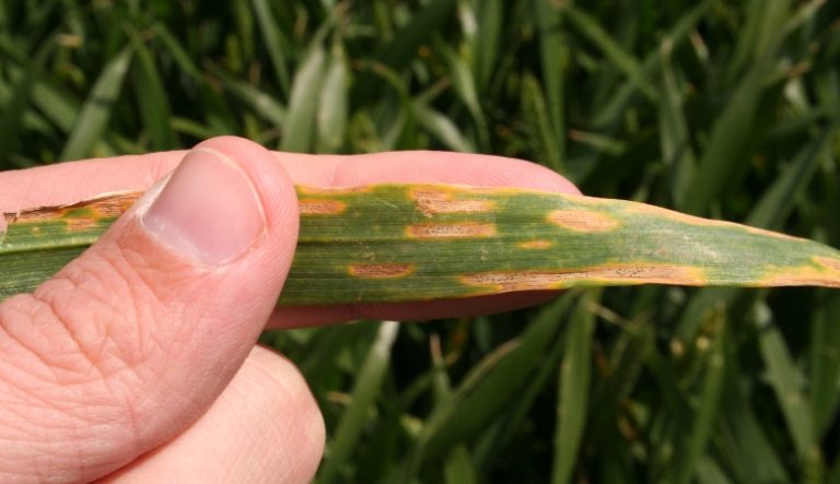 11 Principais Doenças do Trigo, Sintomas e Como Controlá-las