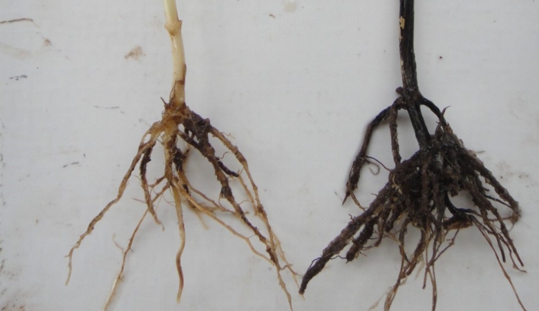 Mal-do-pé ou podridão negra das raízes