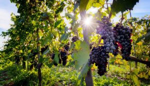 Colheita da Uva: Quando realizar, Etapas e Cuidados