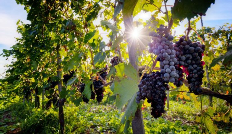 Colheita da Uva: Quando realizar, Etapas e Cuidados